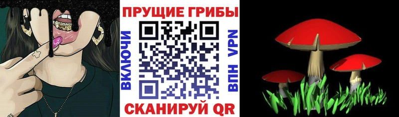 Галлюциногенные грибы мицелий  Новая Ладога 